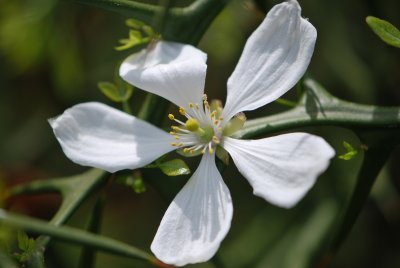 Poncirus trifoliata -citronečník trojlistý - květ